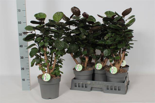 Polyscias Fabian 19Ø 60cm