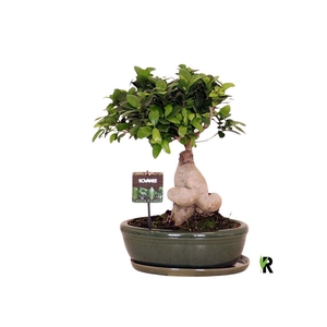 Ficus microcarpa 'Ginseng'