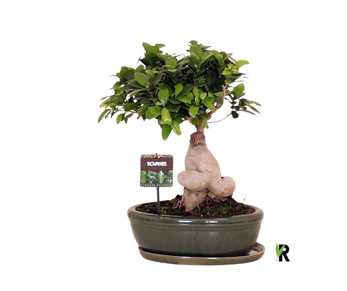 <h4>Ficus microcarpa 'Ginseng'</h4>