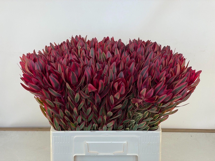 <h4>LEUCAD JESTER</h4>