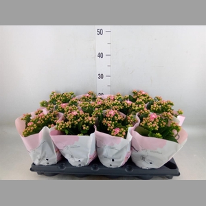 Kalanchoe blos.   ..rosebud