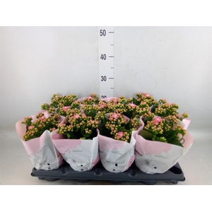 Kalanchoe blos.   ..rosebud