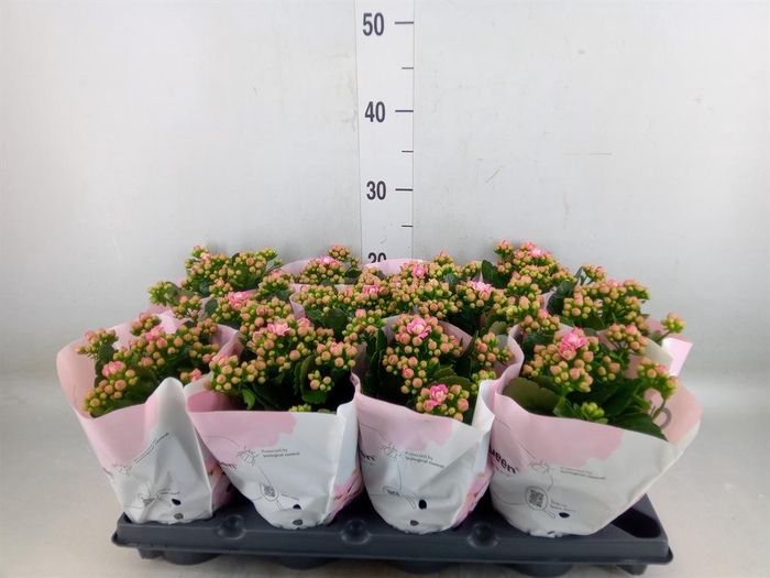 <h4>Kalanchoe blos.   ..rosebud</h4>