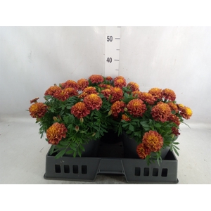 Tagetes patula GB   ...