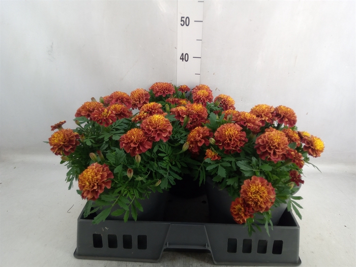 Tagetes patula GB   ...