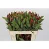 Protea Robijn