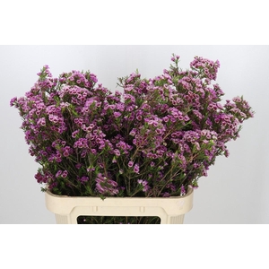 Chamelaucium 'Nina's Delight'