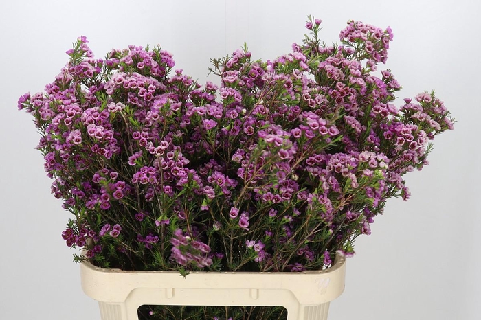 <h4>Chamelaucium 'Nina's Delight'</h4>