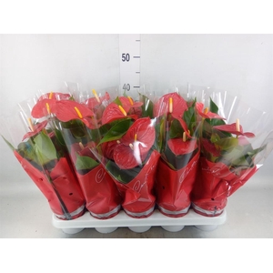 Anthurium andr. 'Esudo'