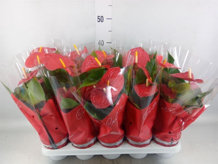 <h4>Anthurium andr. 'Esudo'</h4>