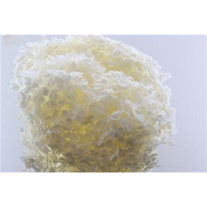 Preserved hydrangea white