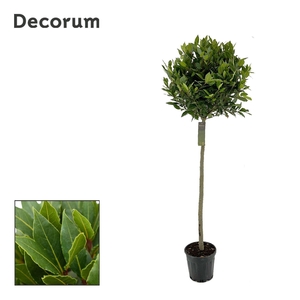 Laurus nobilis Bol op stam