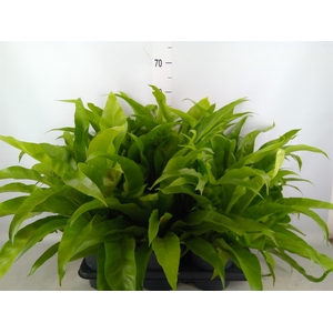 Asplenium antiquum