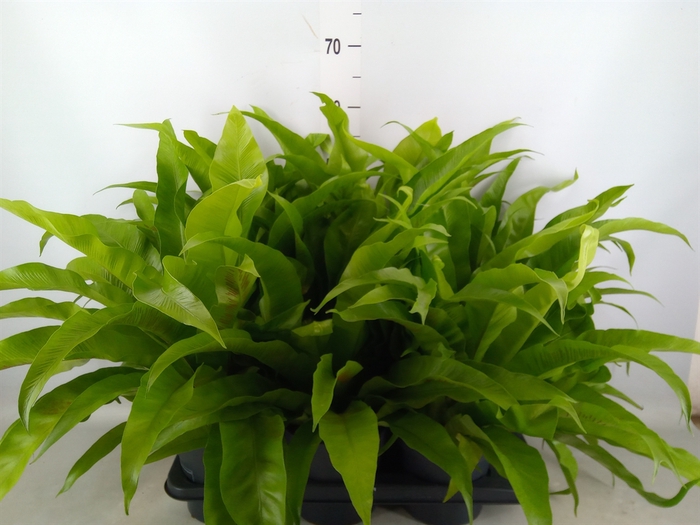 <h4>Asplenium antiquum</h4>
