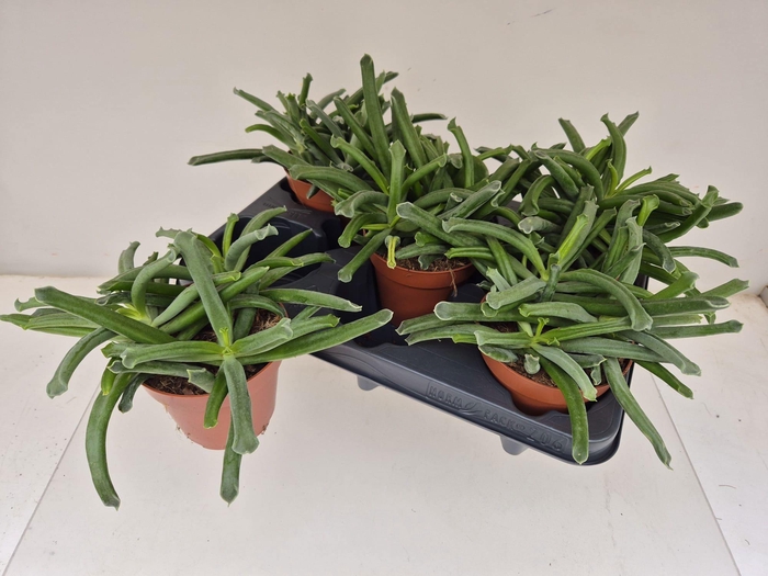 <h4>COT ELEPHANTS TRUNK</h4>