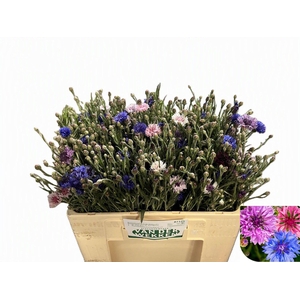 CENTAU CYANUS