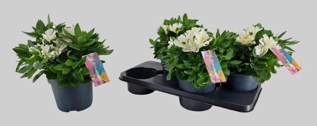 <h4>ALST INTI MAG WHITE</h4>