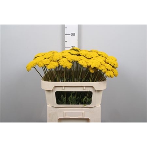 Achil F Parker Variety
