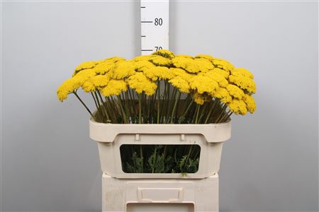 <h4>Achil F Parker Variety</h4>