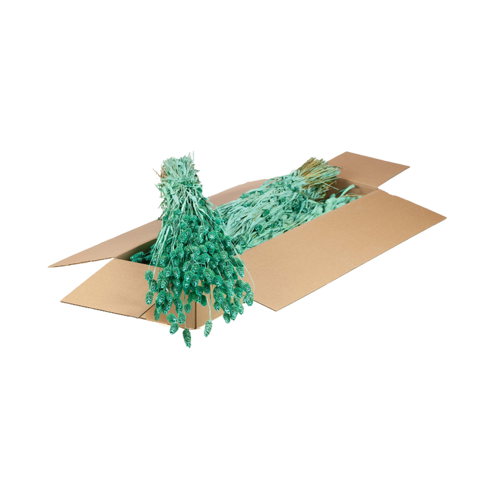 <h4>Phalaris Sb Blue Aqua</h4>