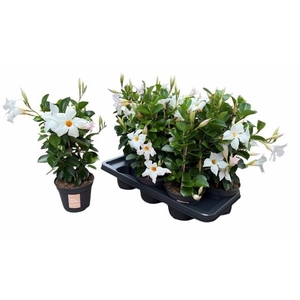 MANDE SUN WHITE