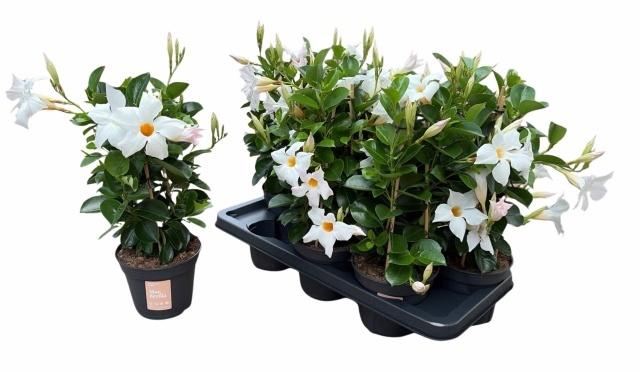 <h4>MANDE SUN WHITE</h4>