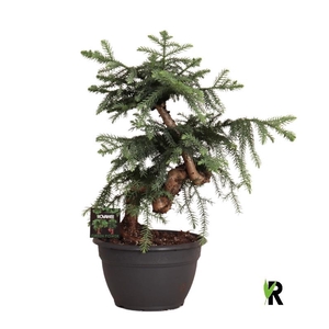 Araucaria Overig ABBP2675