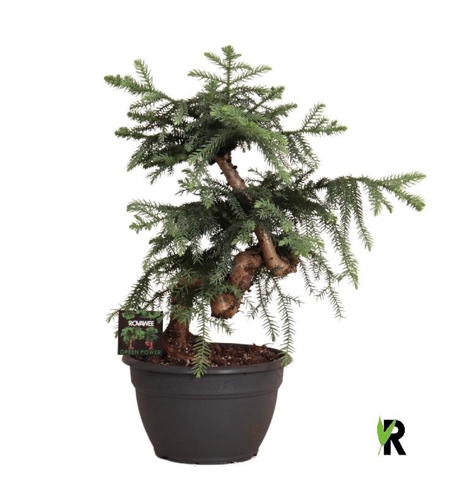 Araucaria Overig ABBP2675