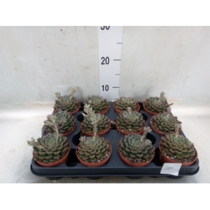 Succulents   ...