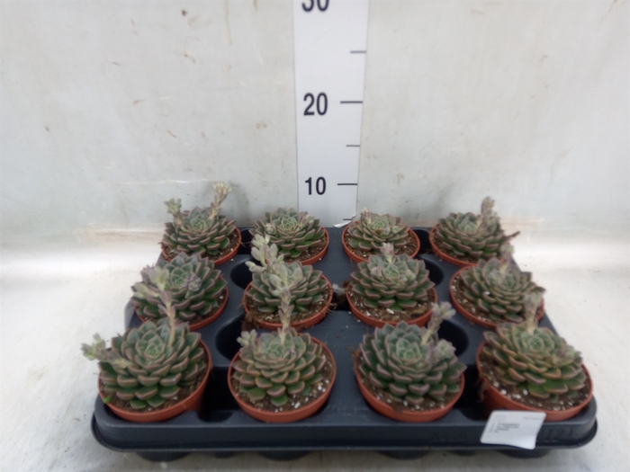 <h4>Succulents   ...</h4>