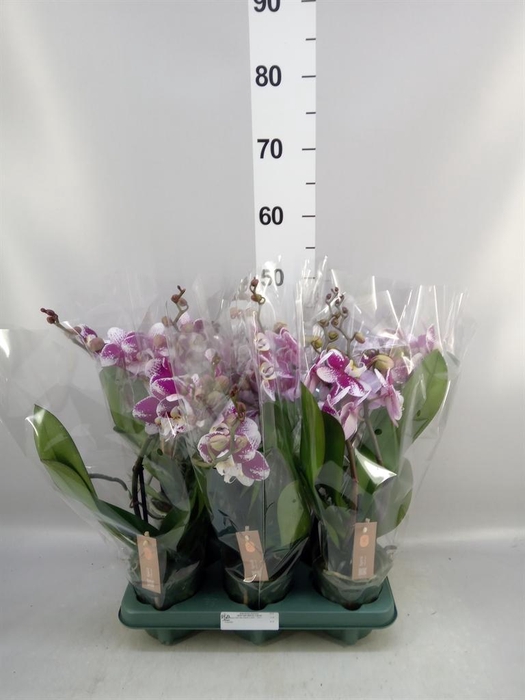 <h4>Phalaenopsis ...red</h4>