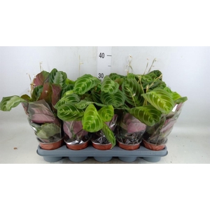 Maranta leuc. 'Exclusive Grey'