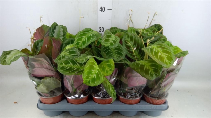 <h4>Maranta leuc. 'Exclusive Grey'</h4>