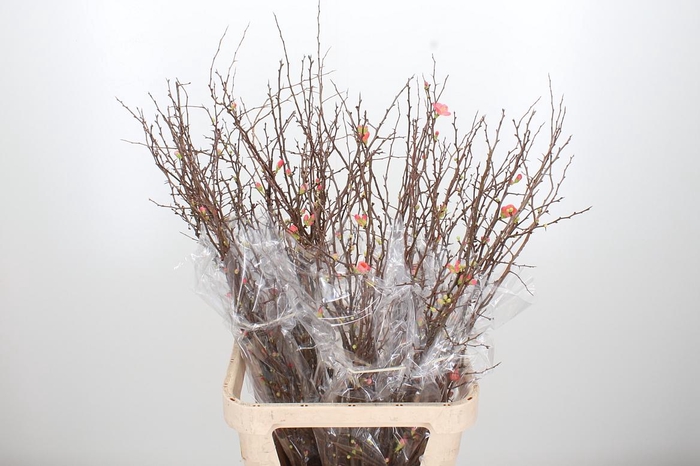 <h4>Chaenomelis Superba</h4>