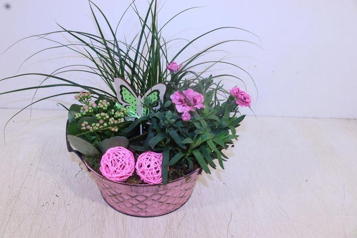 <h4>ARR TUINPLANTEN</h4>
