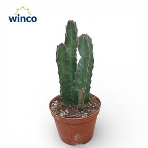 Stapelia Gigantea Irsutu