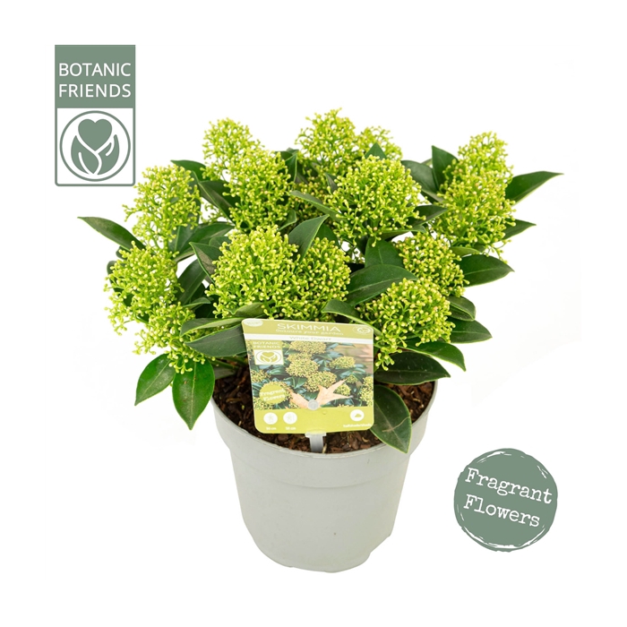 <h4>Skimmia japonica 'White Dwarf' ®</h4>