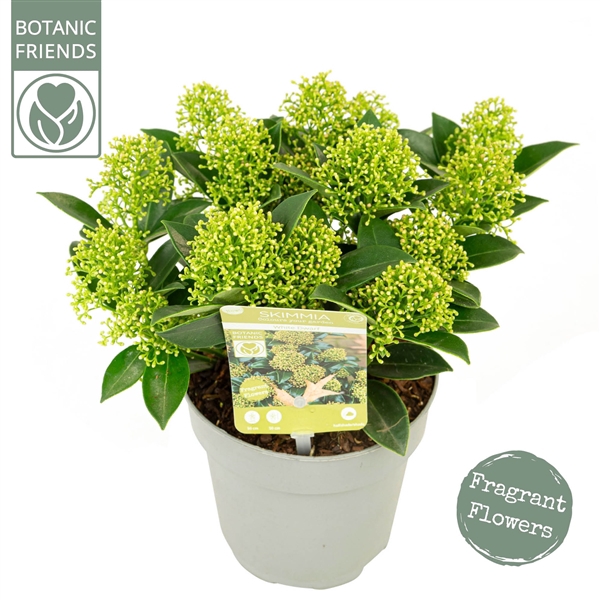 <h4>Skimmia japonica 'White Dwarf' ®</h4>