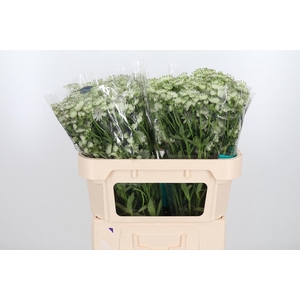 Astr Billion Star Xl