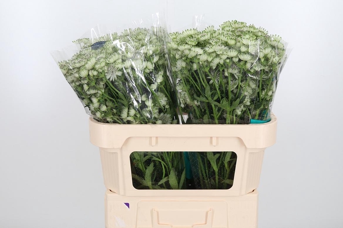 <h4>Astr Billion Star Xl</h4>