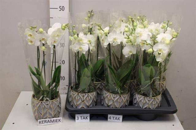 <h4>ARR PHAL MT</h4>