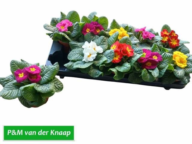 <h4>Primula ac. 'Paradiso Mid-E'  ..mix</h4>