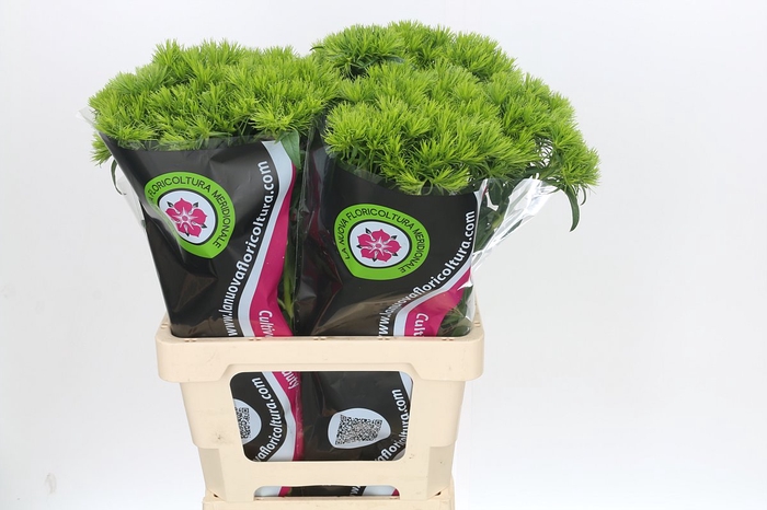 <h4>Dianthus Br Kiwi Mellow</h4>