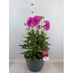 Dahlia  'Dalina Maxi Neon Lilac''