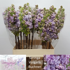 SYR V MICHEL BUCHNER