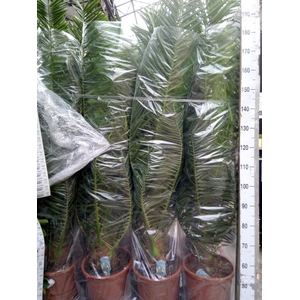 Phoenix canariensis