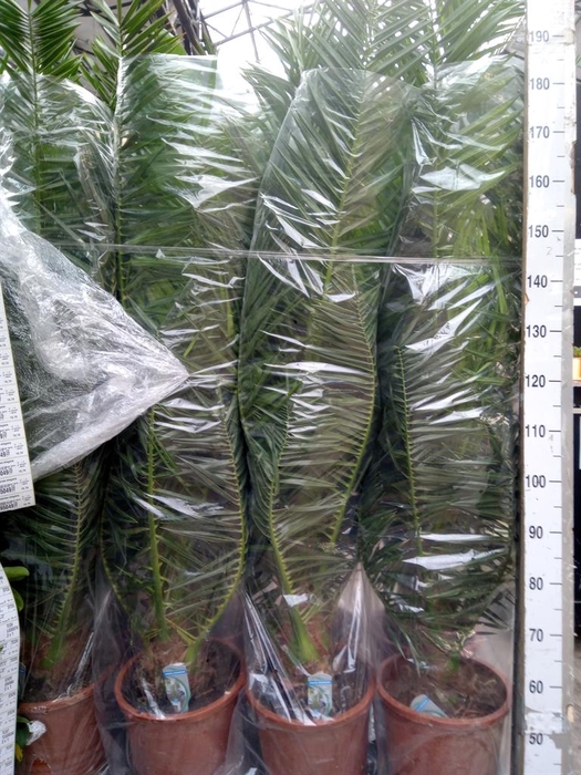<h4>Phoenix canariensis</h4>