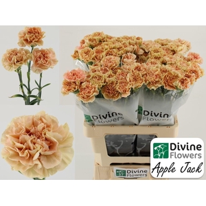 Dianthus ST 'Apple Jack'