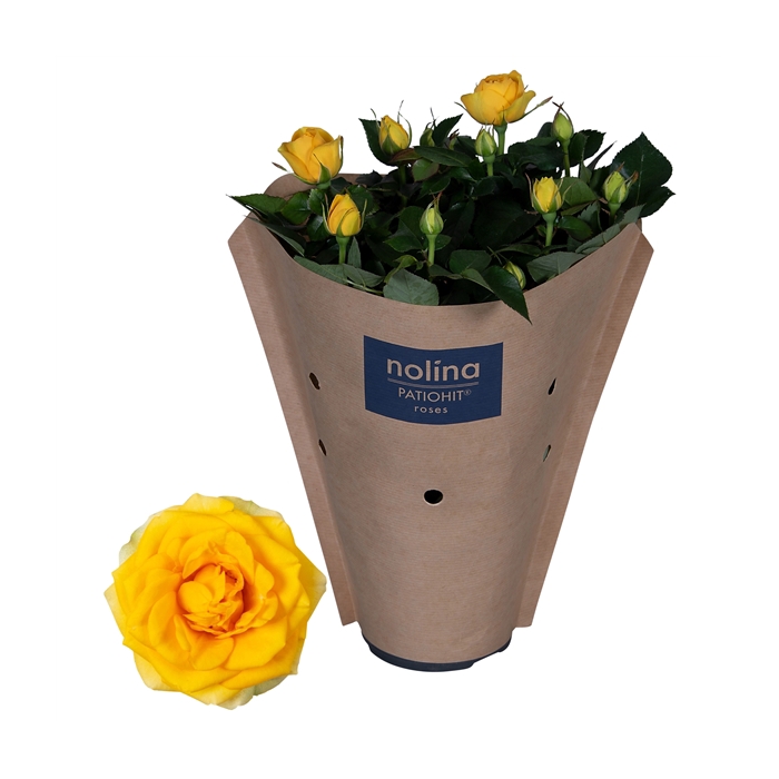 <h4>Nolina Roses Ø 13 cm Yellow Paper sleeve</h4>