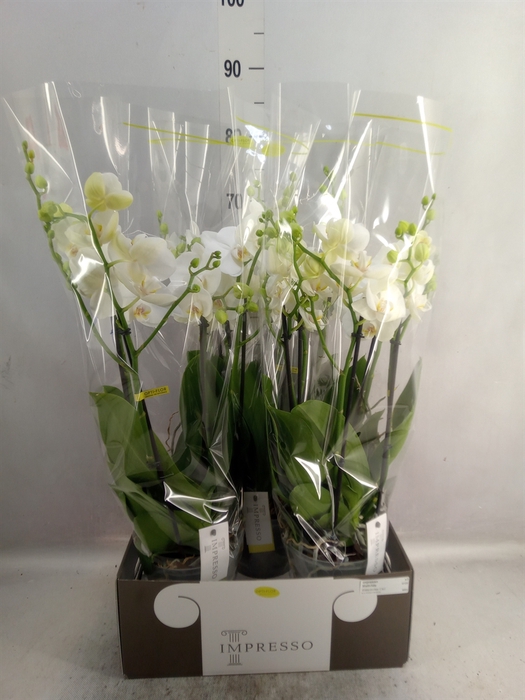 <h4>Phalaenopsis   ...white</h4>